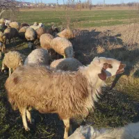 گوچ|حیوانات مزرعه|قره ضیاالدین, |دیوار