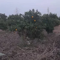 زمین-گشاورزی-باغ-مرکبات