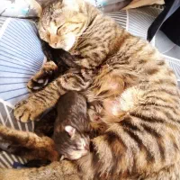 وگذاری گربه