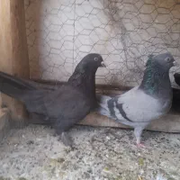 ماده گچی سیاه گرگی|پرنده|شهرکرد, |دیوار