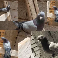 پر عتیقه
