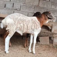 بره نروماده دوقلو|حیوانات مزرعه|بندرعباس, |دیوار