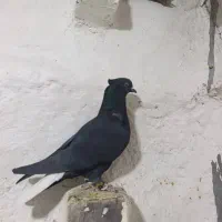 سیاه دم سفید|پرنده|مرودشت, رامجرد یک|دیوار