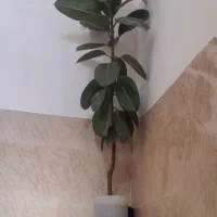 گل گیاه