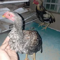 مرغ لاری فروشی|حیوانات مزرعه|سراوان, |دیوار