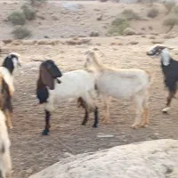 ۱۳عدد دوبر دقولو زا ...توافقی|حیوانات مزرعه|سیدان, |دیوار