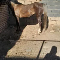 خرید فروش اسب پالانی