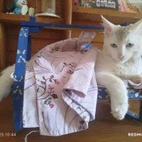 گربه 8ماهه|گربه|لنگرود, |دیوار