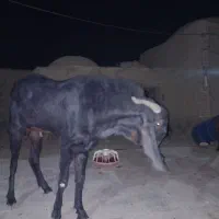 بز تک شاد گلابی|حیوانات مزرعه|کرباسک, |دیوار