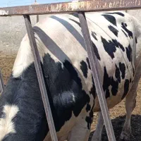 گوساله نر چاق