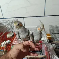 فروش فوری عروس هلندی دستی یک جفت|پرنده|شیراز, سیاه سنگ|دیوار