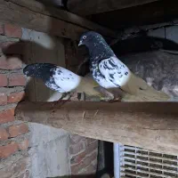 یک جفت کبوتر کله سیاه