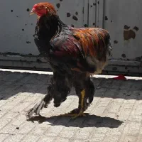 خروس بزرگ سایز