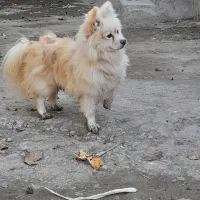 پاکوتاه حرف گوش کن|سگ|اردبیل, |دیوار