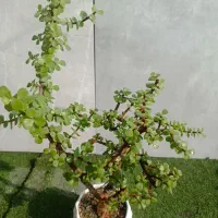 گل آپارتمانی کاکتوس بنسای  خرفه 8 ساله|گل و گیاه طبیعی|تهران, مسعودیه|دیوار