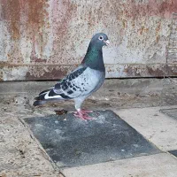 پرنده|پرنده|سوسنگرد, |دیوار