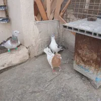 کفتر بوم پرشی