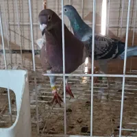 کبوتر|پرنده|آزادشهر, |دیوار