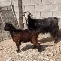 بز بختیاری با کهره