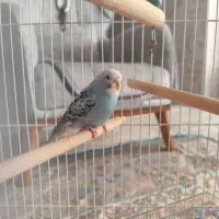 مرغ عشق زیبا