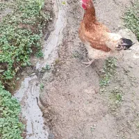 فروش سه عدد مرغ تخم گذار محلی