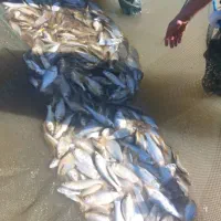 فروش بچه ماهی گرمابی مازندران .ساری