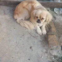 سگ پیکینیزماده