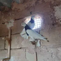 طوقی واکسی جوانه|پرنده|سبزوار, باهنر|دیوار