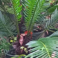 سیکاس چند ساله|گل و گیاه طبیعی|عباس‌آباد, |دیوار