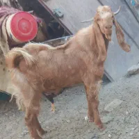 تکه جوان|حیوانات مزرعه|زابل, |دیوار