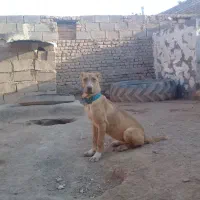 سگ ماده|سگ|تربت جام, میان جام|دیوار