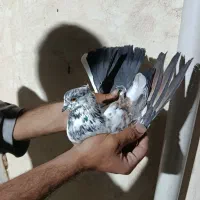 کفتر صاف