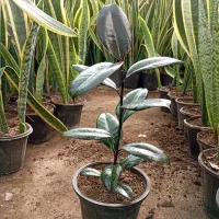 Ficus فیکوس بلک سطل 3.5|گل و گیاه طبیعی|قدس, شهرقدس|دیوار