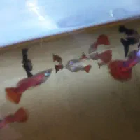 ماهی گپی کوپی مولدو بچه|ماهی|مشهد, امیر المومنین|دیوار