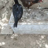 مرغ لاری