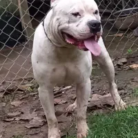 پیتبول(امریکن استافورد شایر)|سگ|لاهیجان, کوه بیجار|دیوار