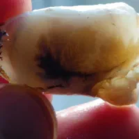 شجر قائن|جواهرات|یزد, |دیوار