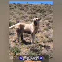 واگذاری سگ سرابی نر نوه بز سرخاب.. پژدرهم دارم|سگ|مشهد, میان ولایت|دیوار