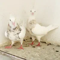 طوقی
