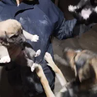 سلام توله سگ ژرمن چهار عدد نر و ماده