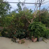 باغ-زمین-کشاورزی
