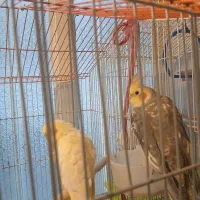 جفت عروس نر وماده|پرنده|تهران, باغ خزانه|دیوار