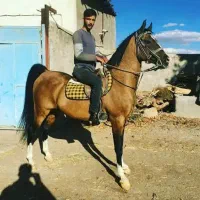 مادیون