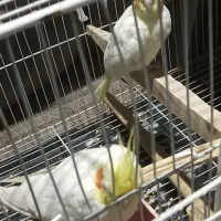 عروس هلندی لوتینو