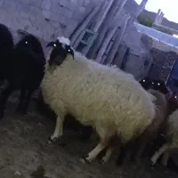 شیشک