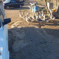 قاز|حیوانات مزرعه|قشلاق دشت, |دیوار