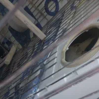 عروس هلندی مولد|پرنده|کرمانشاه, |دیوار