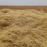 فروش کاه نخود