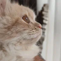 گربه پرشین عروسکی