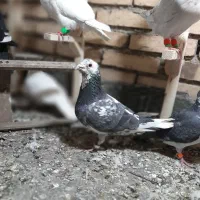 کفتر سار شازده.سوسکی